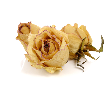Dried roses and petal on white backgroundの写真素材