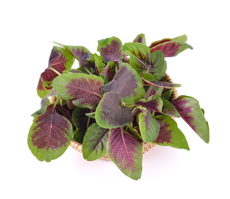 red spinach in basket on white backgroundの写真素材