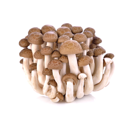 brown beech mushroom isolated on whiteの写真素材
