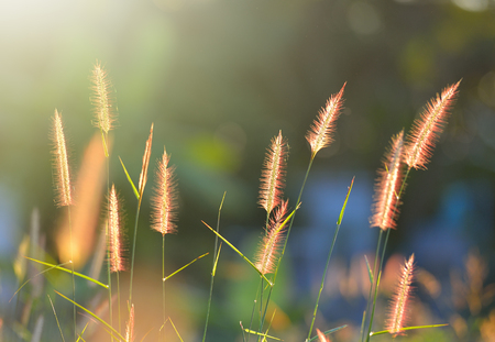Grass flower with blurry backgroundの写真素材