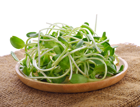 Sunflower sproutの写真素材