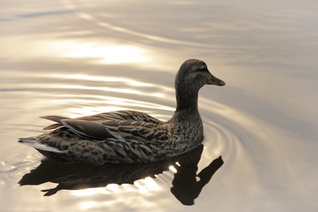close-up view of duck in the eveningの写真素材