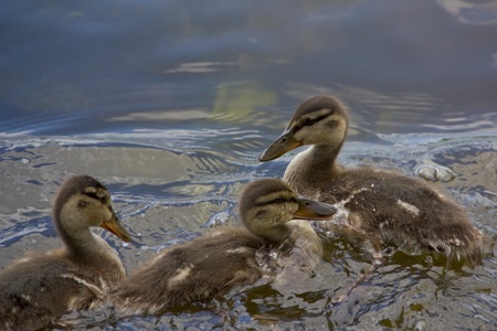 close-up view of three little ducklings in waterの写真素材