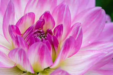 Pink macro dahlia with white lines in summerの写真素材