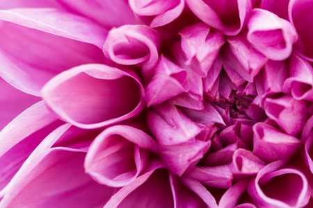 Pink macro dahlia in summer the top viewの写真素材