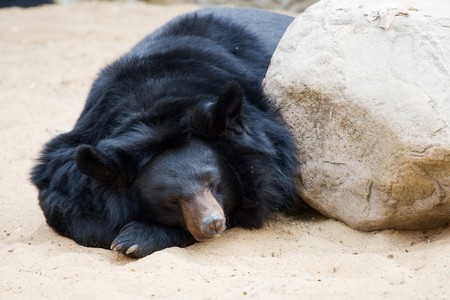 Black brown bear is sleepnig near stoneの写真素材