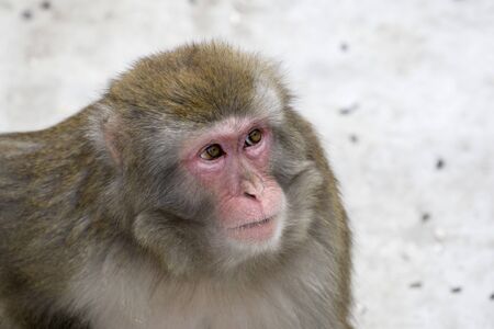 Macaca fuscata grey japanese monkey female
