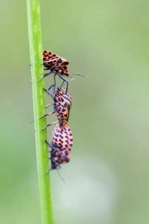 Hemiptera red stink bug in white flowers on green background