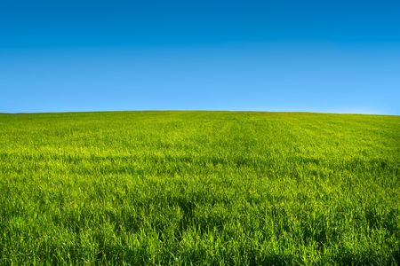 Green grass meadow with blue sky in summer Green grass meadow with blue sky in summer