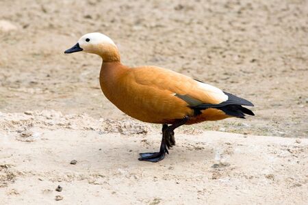 Brown duck is walking on the groundの写真素材