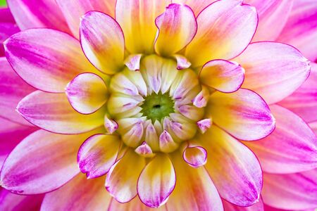 Macro view of pink flower dahlia with green centerの写真素材
