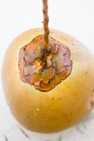 Macro view of brown coco nut on sand beachの写真素材