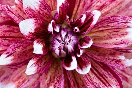 Pink with wite flower of dahlia in summerの写真素材