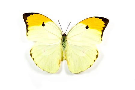 Butterfly Anteos menippe isolated on white backgroundの写真素材