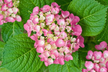 Red and yellow flowers of Hydrangea with green leavesの写真素材