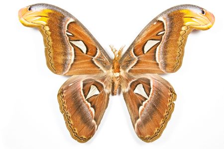 Butterfly Attacus atlas isolated on white backgroundの写真素材