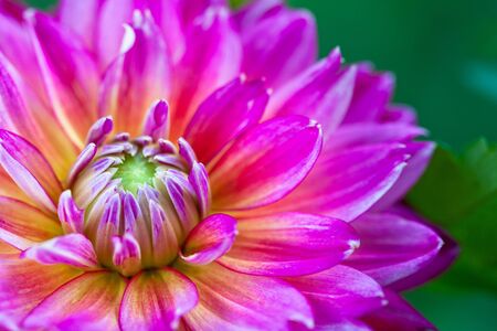 Macro view of pink flower dahlia in summerの写真素材