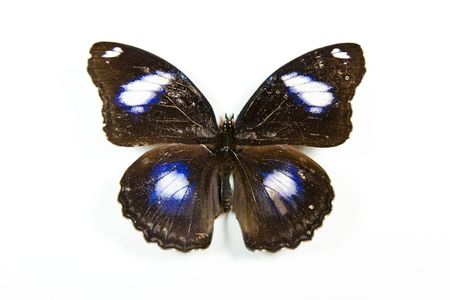 Butterfly Euxanthe wakefieldi isolated on white backgroundの写真素材