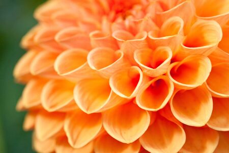 Macro view of an orange flower dahliaの写真素材