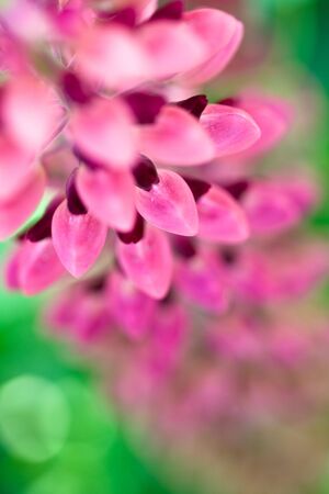 Lilac and pink flowers of lupines in summerの写真素材