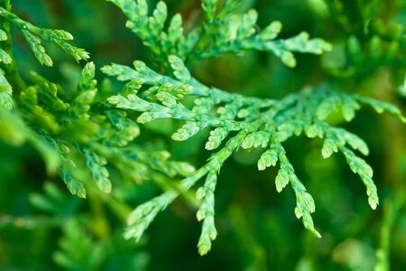 Green branches of Cedar in a daylaightの写真素材
