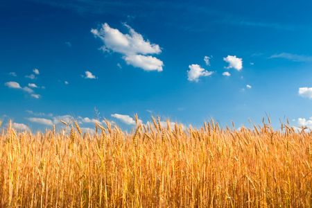Yellow wheat field under blue sky with cloudsの写真素材