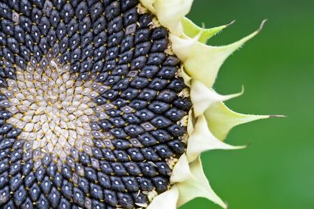 Black ceeds in yellow sunflower on a green background in summerの写真素材