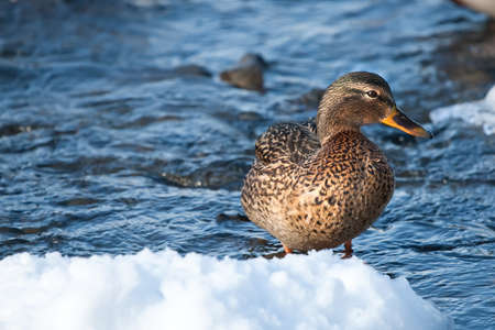 Grey duck in a river winter sunny dayの写真素材