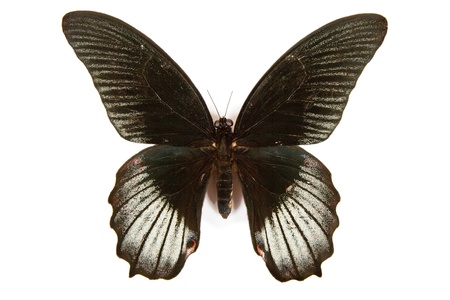 Black and white butterfly Papilio rumanzovia isolated on white backgroundの写真素材