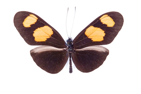 Black and orange butterfly Heliconius erato isolated on white backgroundの写真素材