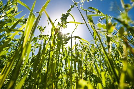 Green grass in back light with blue sky and sun in spring