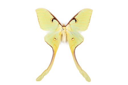 Brown and Yellow butterfly Actias maenas isolated on white backgroundの写真素材