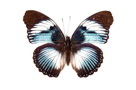 Brown and blue butterfly Hypolimnas monteironis isolated on white backgroundの写真素材