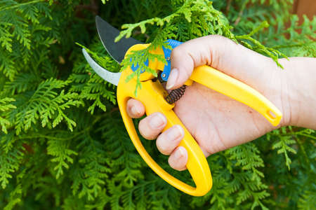 Man hold in hand plastic garden clipper to cut bush in summerの写真素材
