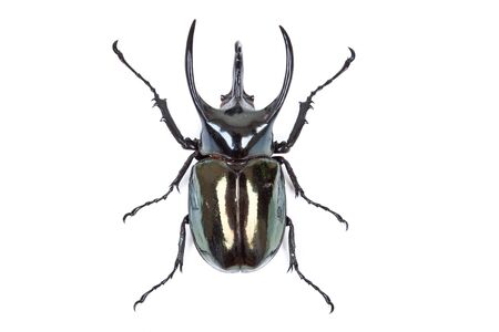 Black big beetle Chalcosoma caucasus on white background isolated