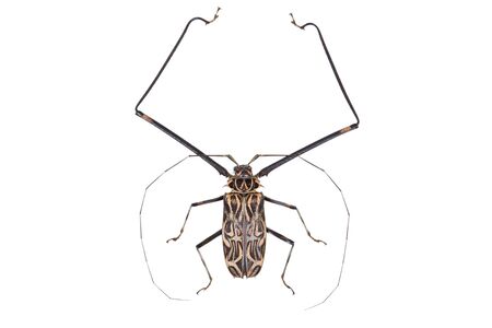 Black and white beetle Acrocinus longimanus on white background isolated