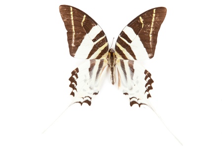 Black and white butterfly Graphium androcles isolated on white backgroundの写真素材