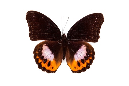 Black and red butterfly Hypolimnas pandarus isolated on white backgroundの写真素材
