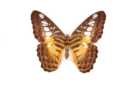 Brown and yellow butterfly Partenos silvia isolated on white backgroundの写真素材