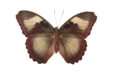Black and green butterfly Euphaedra caerulrscens isolated on white backgroundの写真素材