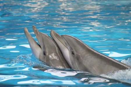 Dolphins playing in a poolの写真素材
