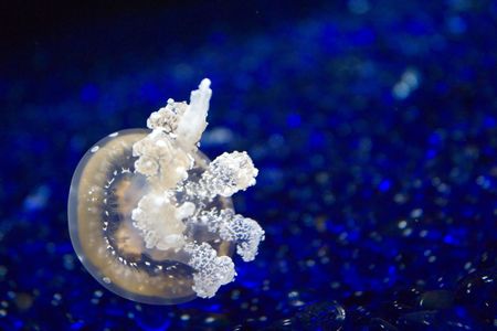 Medusa blue Aquariumの写真素材