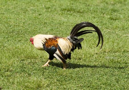 Cock over grass の写真素材