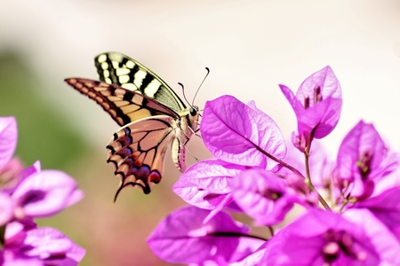 Swallowtail butterflyの写真素材