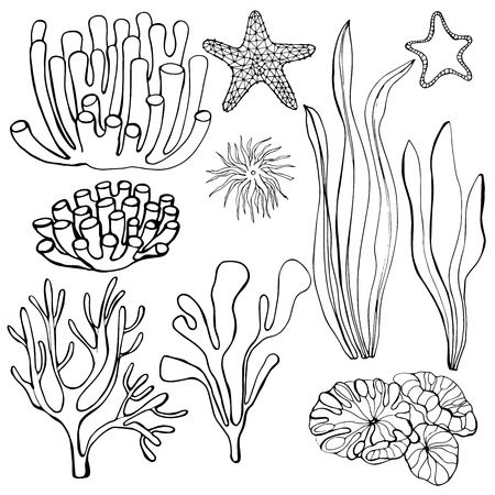 Hand-drawn  algae and corals.  Starfish. Vector illustration.のイラスト素材