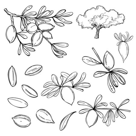 Argan plant, branches with fruits.  Vector sketch  illustration.のイラスト素材