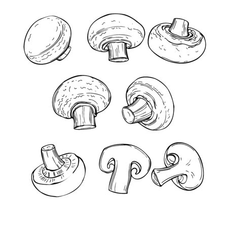 Hand drawn mushrooms. Champignons on white background. Vector sketch  illustration.のイラスト素材