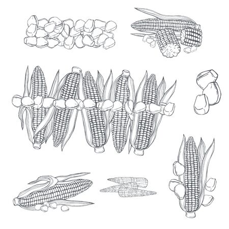 Hand drawn corn set. Vector sketch  illustration.のイラスト素材
