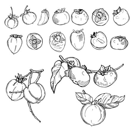 Hand drawn persimmon on white background. Vector sketch illustration.のイラスト素材