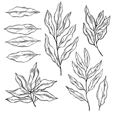 Hand drawn laurel plant. Vector  sketch illustrationのイラスト素材